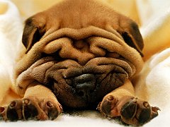 Mr. Wrinkles